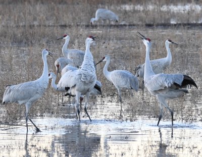 Sandhill Cranes calling at or with each other?