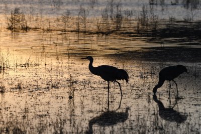 As the sun began to set, we started seeing some picturesque silhouettes of the cranes in the water.