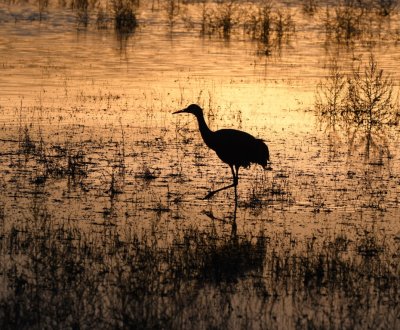 Silhouetted Sandhill Crane
