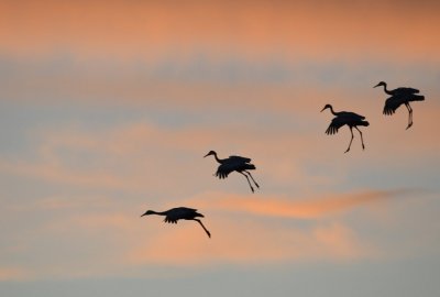 Cranes in the evening sky