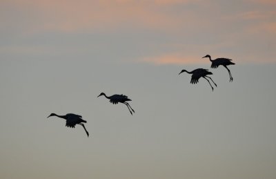 More crane silhouettes