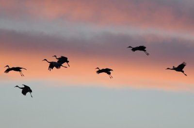 Cranes in the sky