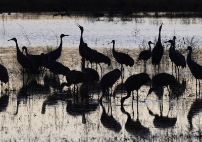 Some of the cranes continued to call after sunset.