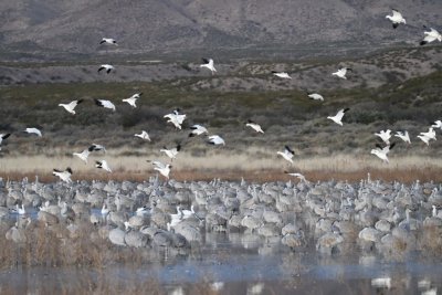 Many of the Sandhill Cranes still had their heads tucked in from a night of sleep when Snow Geese started coming in to roost with them in the marsh.
