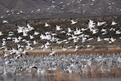 DSC_2241b.jpg