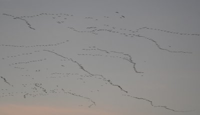DSC_2260b.jpg