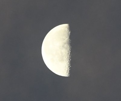 The moon above the geese coming to roost