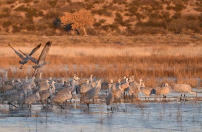 As the sun rose over the eastern horizon, it began to catch the birds as they took off from the marsh.