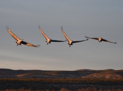 Morning sunlight on the wings of the Sandhill Cranes lifting off from the marsh north of the entrance to Bosque del Apache NWR, NM