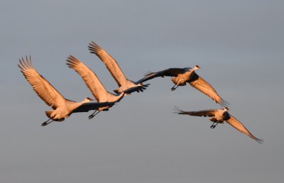 DSC_2420b.jpg
