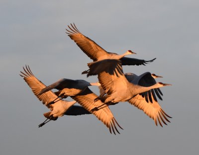 DSC_2421b.jpg