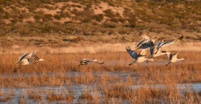 DSC_2453b.jpg