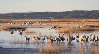 DSC_2487b.jpg