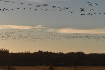 DSC_2526b.jpg