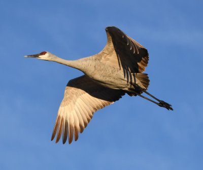 DSC_2540b.jpg