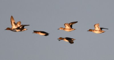A few Green-winged Teals taking off