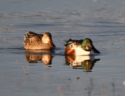 Female and male Northern Shovelers