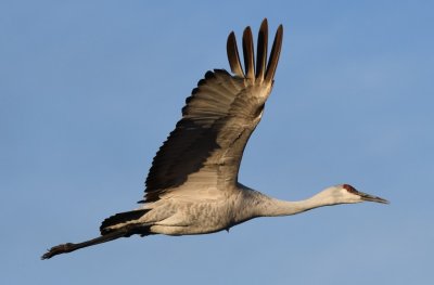 DSC_2660b.jpg