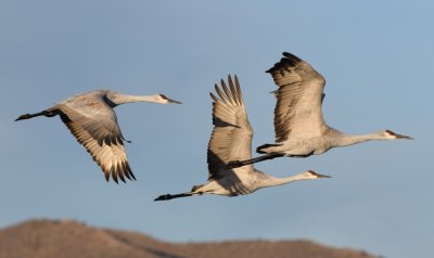 DSC_2673b.jpg