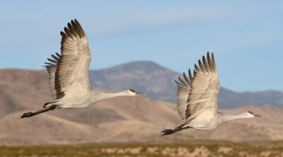 DSC_2678b.jpg