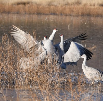 DSC_2812b.jpg