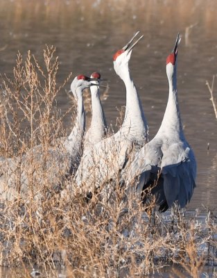 DSC_2817b.jpg