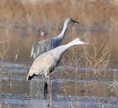 Several people said they thought the cranes would lean forward like this in anticipation of taking to the air, so they wait on them to get a 'takeoff' photo.