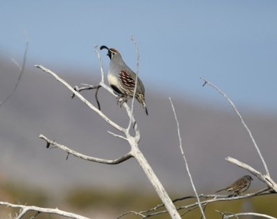 Next we went to the Visitor Center where we saw several Gambel's Quail--and other birds.
