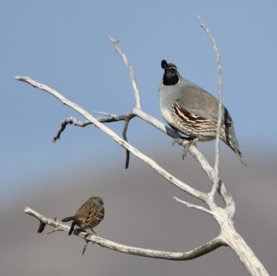White-crowned Sparrow and Quail