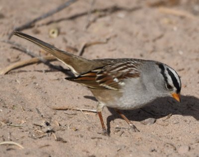 White-crowned Sparrow