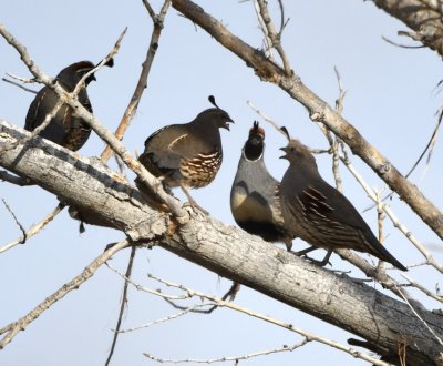 Gambel's Quail conclave