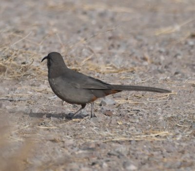 This Crissal Thrasher looked as if it had lost an eye.
