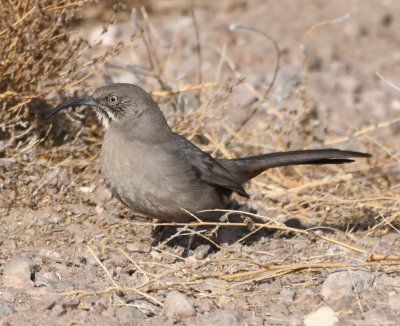 DSC_3023b.jpg