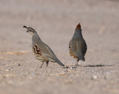 DSC_3029b.jpg