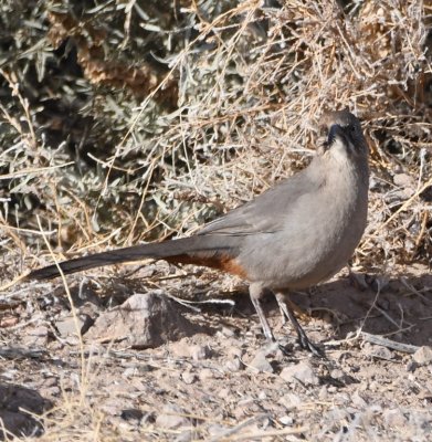 DSC_3033b.jpg