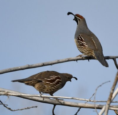 DSC_3071b.jpg