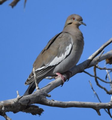 White-winged Dove