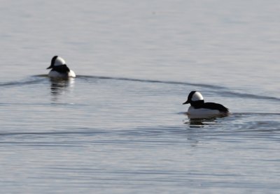 From the Visitor Center, we moved on to the lake where we saw these male Buffleheads.