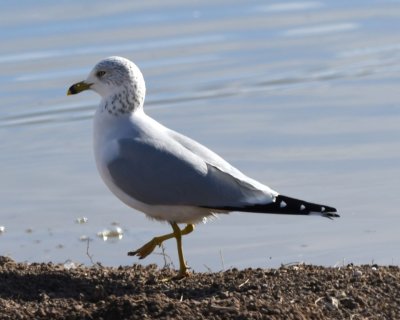 Ring-billed Gull