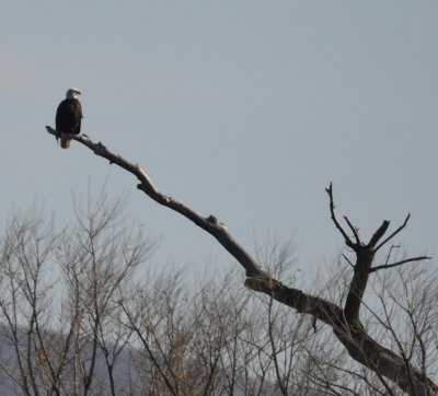 A Bald Eagle sat on a snag in the middle of the lake.