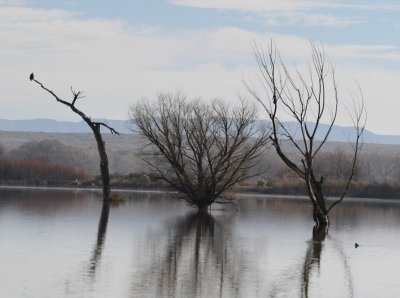 Bald Eagle in lake at Bosque del Apache NWR, NM