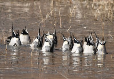 We stopped at the 'Flight Deck,' a boardwalk on the lake where we had stopped the day before and saw some of the same birds, like these feeding Northern Pintails.