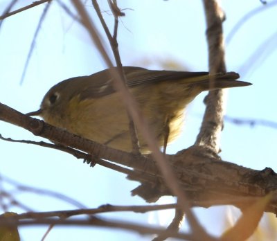 And this Ruby-crowned Kinglet