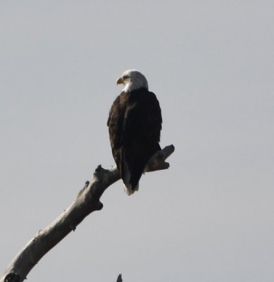 Bald Eagle