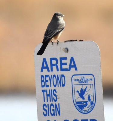 Say's Phoebe