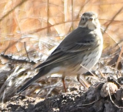 American Pipit