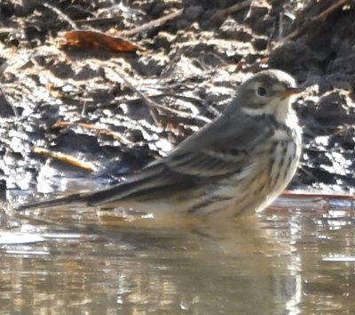 DSC_3252b.jpg