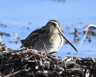 Wilson's Snipe along the shore of the lake