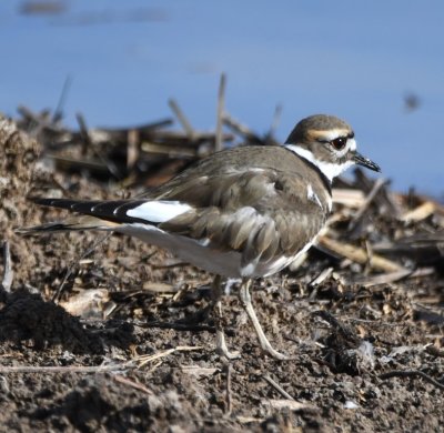 Killdeer