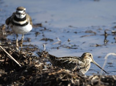 Killdeer and Wilson's Snipe